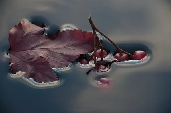 表面 tension.water.berries — 图库照片