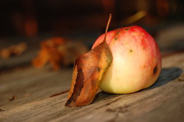 sonbahar bahçe içinde kırmızı elmalar