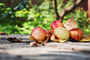 sonbahar bahçe içinde kırmızı elmalar