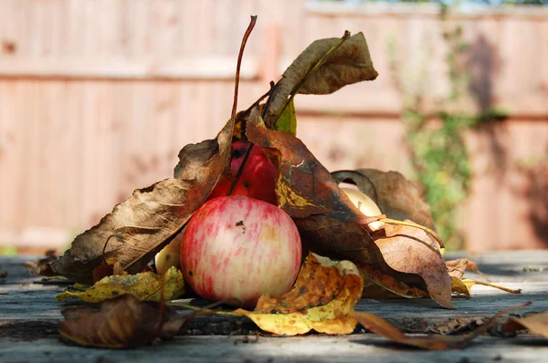 Red apples in autumn garden — Stock Photo, Image