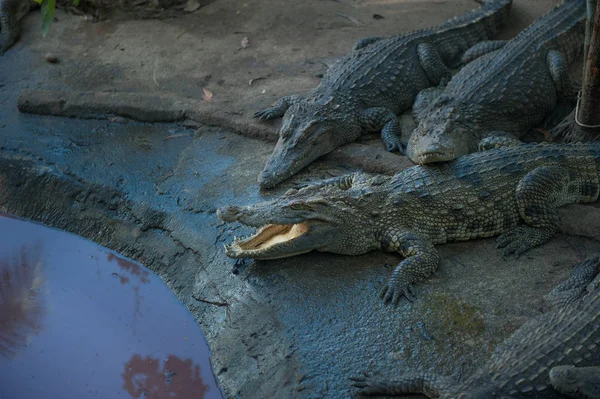 A család, a krokodilok, a vízparton — Stock Fotó