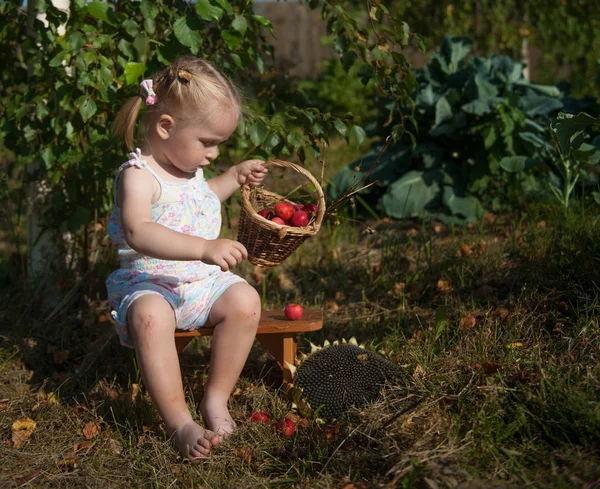 Chica rubia jugando en el césped con una cesta con manzanas rojas —  Fotos de Stock