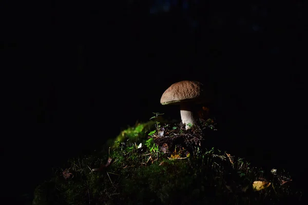 Mushroom boletus in the autumn forest — Stock Photo, Image