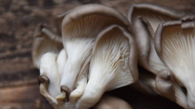 Tahta bir masada istiridye mantarı.