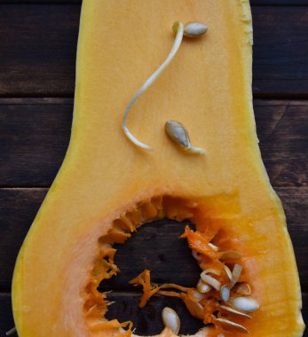 Tohumlar bağlamında armut şekilli İspanyol gitarı