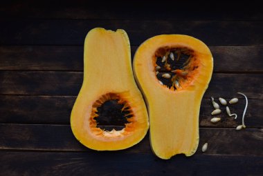 Tohumlar bağlamında armut şekilli İspanyol gitarı