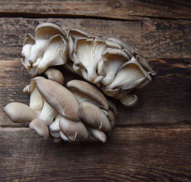 Taze istiridye mantarları yaşamı kapatır.