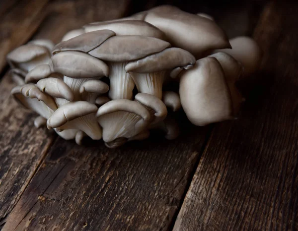 Taze istiridye mantarları yaşamı kapatır.