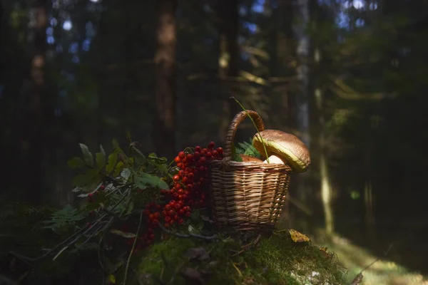 Korb Mit Pilzen Wald — Stockfoto