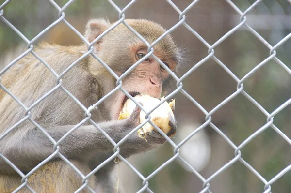 a monkey behind bars in a zoo