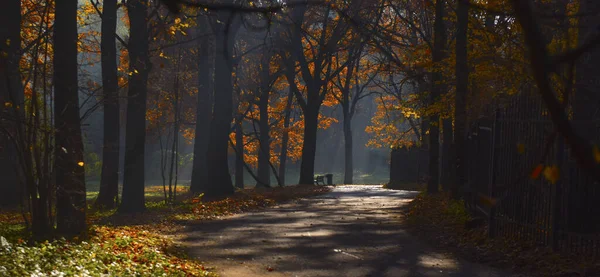 Neblina Niebla Mañana Parque Otoño — Foto de Stock