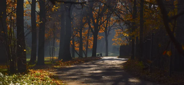 Brume Brouillard Matin Dans Parc Automne Images De Stock Libres De Droits