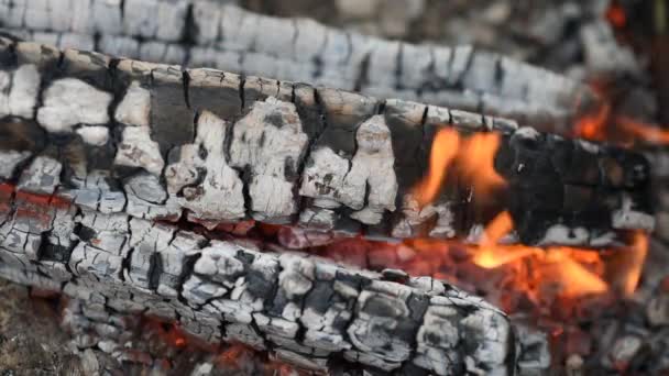 Grumes Bois Brûlent Chaud Dans Feu — Video