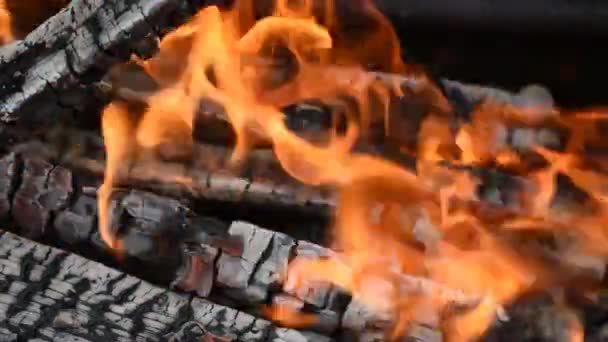 Tronchi Legno Bruciano Caldo Nel Fuoco — Video Stock