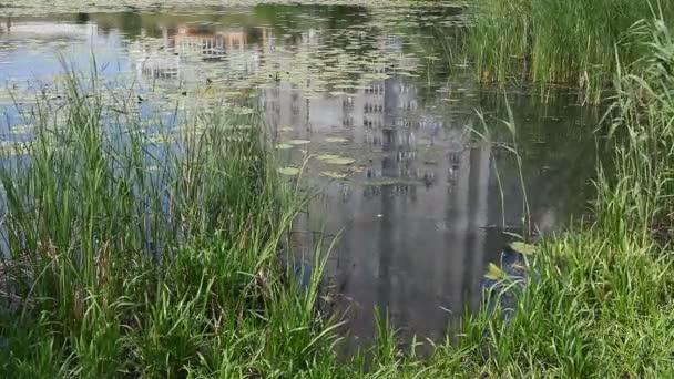 Beautiful lake with reeds in city park, nature, with copy space — Stock Video