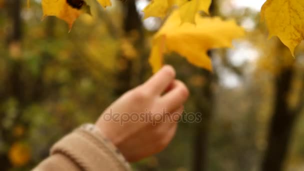 Girl playing with maple leaf in autumn — Stock Video