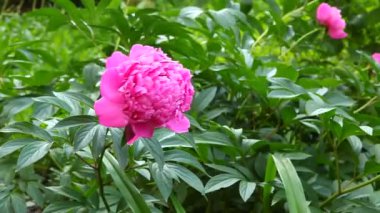 Pembe Şakayık Bahçe rüzgar ile