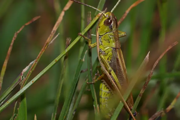 bir çalı üzerinde oturan yeşil çekirge