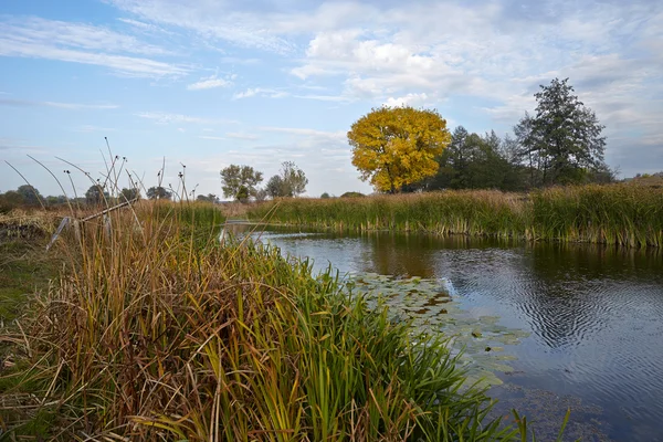 küçük bir göl kıyısında sarı ağaç