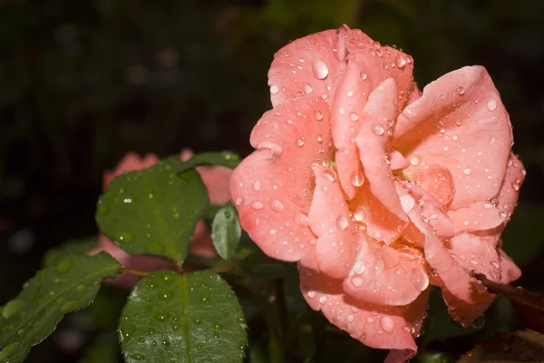 Gotas de rocío en una rosa — Foto de Stock