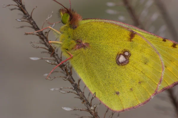 Borboleta verde senta-se em um arbusto — Fotografia de Stock