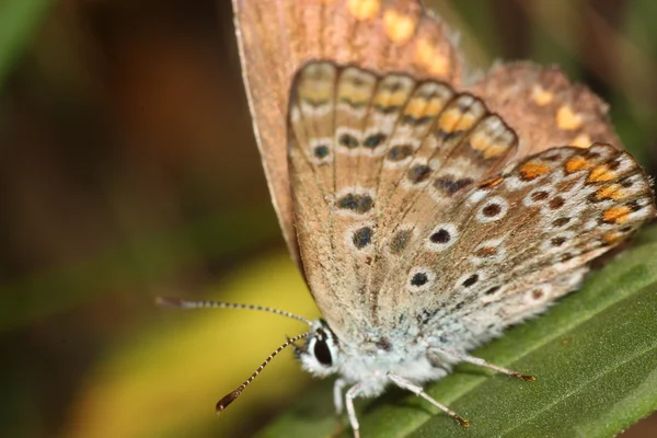 küçük kelebek bush üzerinde oturur