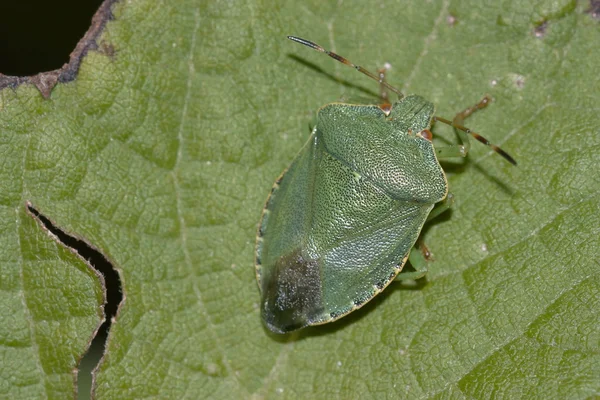 Leült egy darab bug-bűzös borz — Stock Fotó