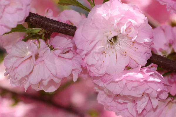 güzel bahar kiraz çiçekleri