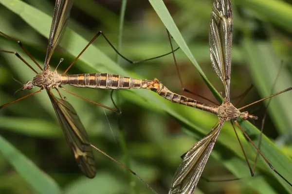 çiftleşme sırasında çift uçan böcekler