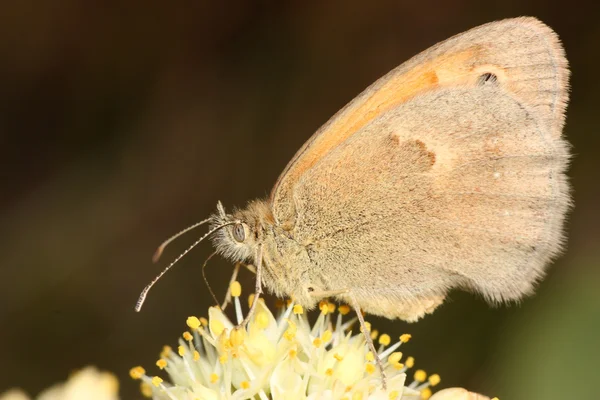 küçük turuncu kelebek bir çiçek üzerinde oturur
