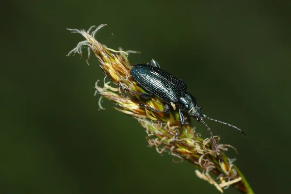 böceği gönderilecek teraziler ile çim bir bıçak üzerinde oturur