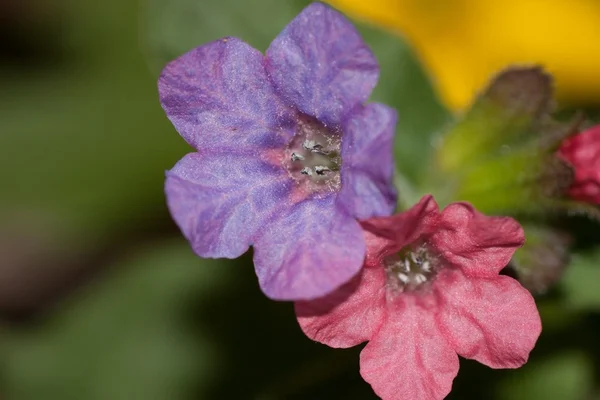 iki güzel bahar çiçekleri