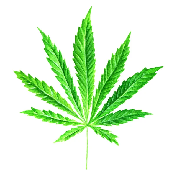 Яскраво-зелений лист канабісу, пофарбований в акварель. Рука намальована ілюстрація марихуани ізольована на білому тлі. Елемент дизайну — стокове фото