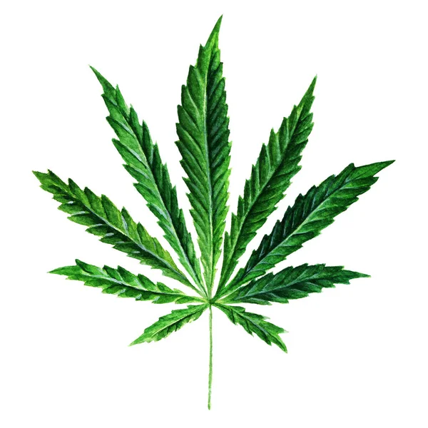 Leuchtend grünes Cannabis Sativa Blatt in Aquarell gemalt. handgezeichnete Marihuana-Illustration isoliert auf weißem Hintergrund. Gestaltungselement — Stockfoto
