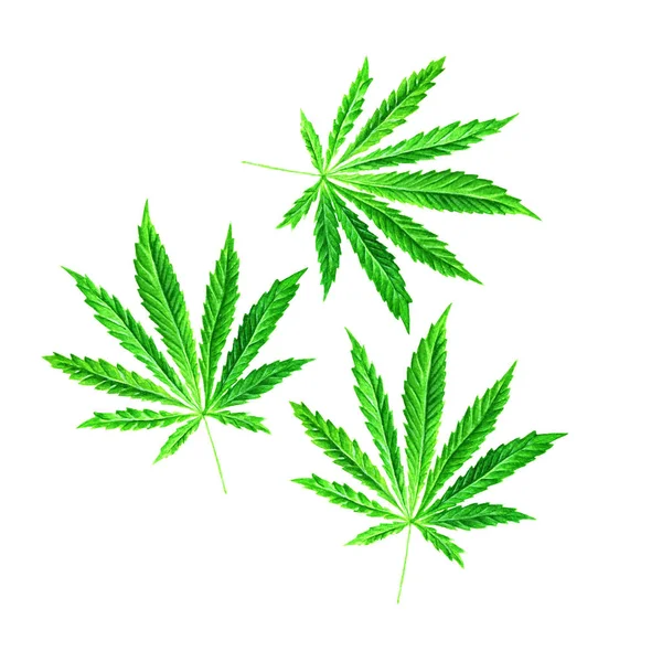 Leuchtend grünes Cannabis Sativa Blatt in Aquarell gemalt. handgezeichnete Marihuana-Illustration isoliert auf weißem Hintergrund. Gestaltungselement — Stockfoto