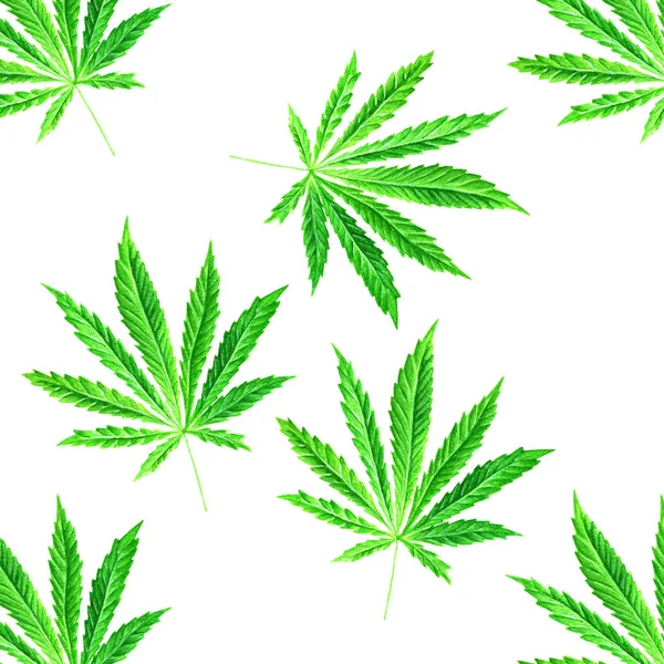 Bright green cannabis sativa leaf painted in watercolor. Hand drawn marijuana illustration isolated on white background. Design element — Stock Photo, Image