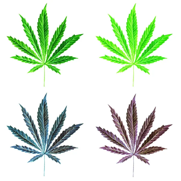 Яскраво-зелений лист канабісу, пофарбований в акварель. Рука намальована ілюстрація марихуани ізольована на білому тлі. Елемент дизайну — стокове фото