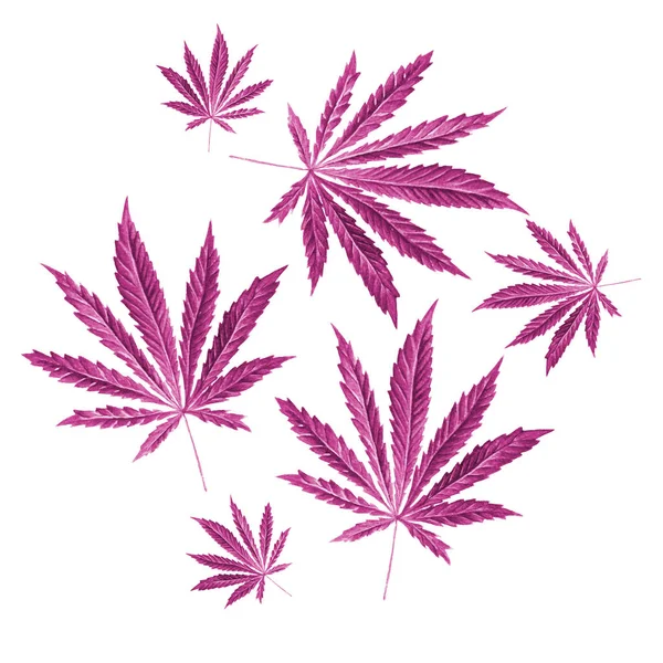 Foglie di cannabis sativa verde brillante dipinte ad acquerello. Illustrazione di marijuana disegnata a mano isolata su sfondo bianco. Elemento di design — Foto Stock