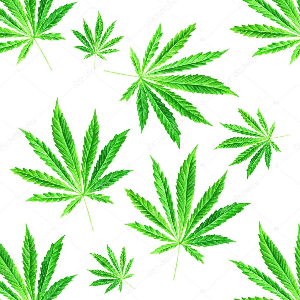 Bright green cannabis sativa leaves painted in watercolor. Hand drawn marijuana illustration isolated on white background. Design element