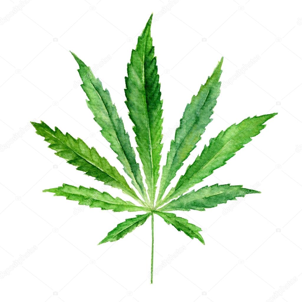 Cannabis sativa leaf painted in watercolor. Hand drawn marijuana illustration isolated on white background. Design element
