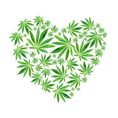 Parlak yeşil esrar sativa yaprakları kalbinde