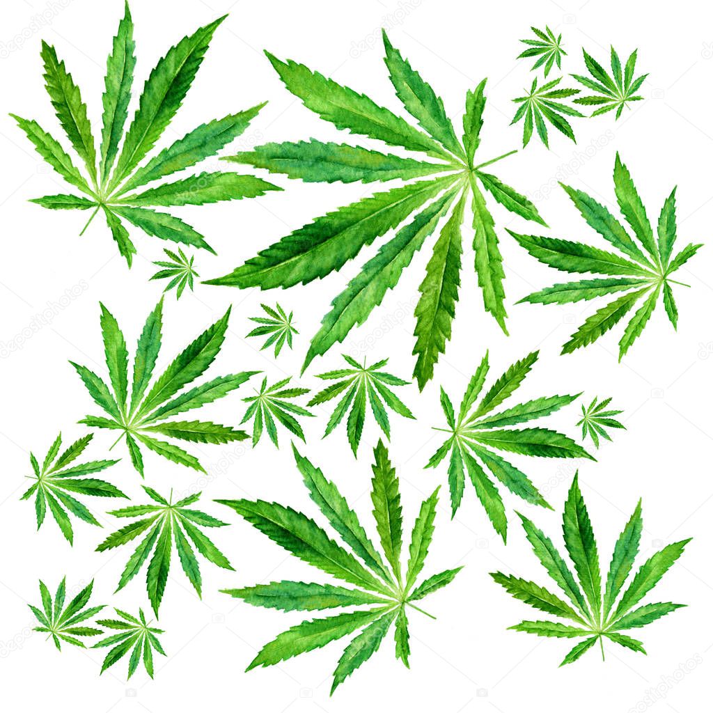 Crowd of Cannabis leaves on white background