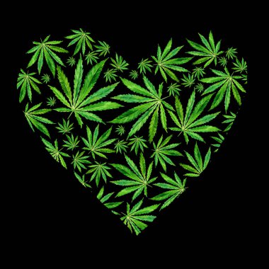 Parlak yeşil esrar sativa yaprakları kalbinde