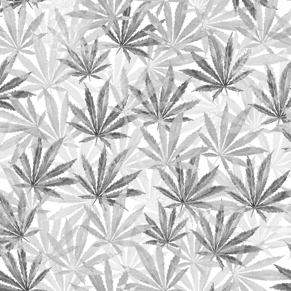 Cinza Cannabis folhas no fundo branco — Fotografia de Stock
