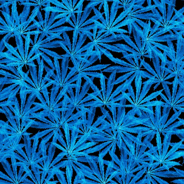 Hojas de cannabis azul sobre fondo negro — Foto de Stock