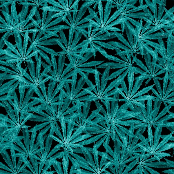 Hojas de cannabis azul sobre fondo negro — Foto de Stock