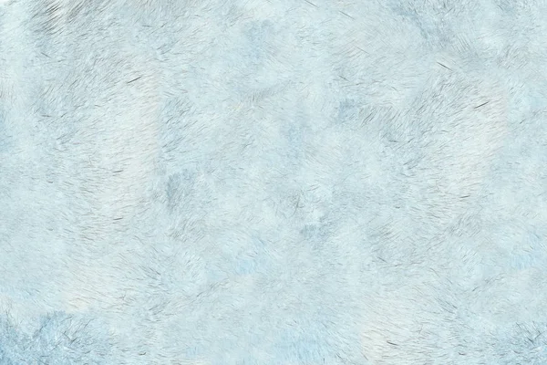 Mink fur. Mink fur texture of light, gray color close-up background. Grey mink fur coat texture background. Animal fur texture. Fur fees. Short fur. Gray natural short hair animal close up.