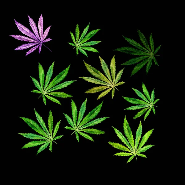Hojas de cannabis sobre fondo negro. Acuarela dibujada a mano ilustración de la planta Cannabis Sativa o hoja de marihuana — Foto de Stock