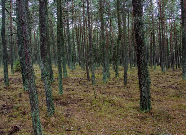 A floresta conífera verde — Fotografia de Stock