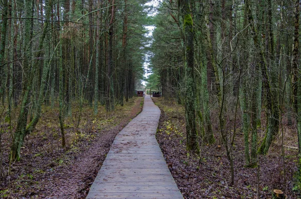 Yeşil iğne yapraklı orman
